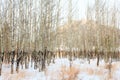 The Aspen Population of Colorado Royalty Free Stock Photo