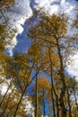 Aspen reaching to the Sky in Wyoming