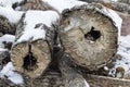 Aspen roundwood is abandoned at logging sites