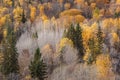 Aspen and Spruce Tops Royalty Free Stock Photo