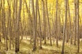 Aspen Stand Royalty Free Stock Photo