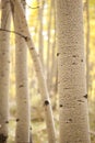 Aspen Stand Royalty Free Stock Photo