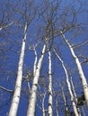 Aspen Stems Royalty Free Stock Photo