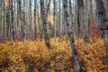 Aspen Stems in Autumn Royalty Free Stock Photo