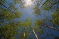 Aspen Stems & Blue Sky Royalty Free Stock Photo