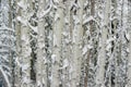Winter Aspen Stems after Blizzard Royalty Free Stock Photo