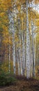 Aspen Upright Panorama Royalty Free Stock Photo