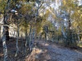 Aspen Trail during Autumn