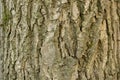 Aspen tree bark ash, texture background close-up. Brown old tree bark with numerous furrows Royalty Free Stock Photo