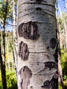 Aspen Tree Bark Royalty Free Stock Photo