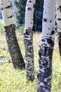 Aspen tree bark Royalty Free Stock Photo