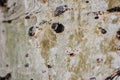 Aspen tree bark macro blur background texture Royalty Free Stock Photo