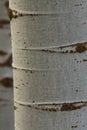 Aspen Tree Bark Pattern Background Royalty Free Stock Photo