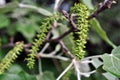 Aspen tree blooming twig with green leaves, flower close up detail, soft background Royalty Free Stock Photo