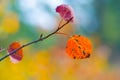 aspen tree branch with red dry leaves Royalty Free Stock Photo