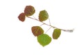 Aspen tree branch young leaves isolated Royalty Free Stock Photo