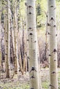 Aspen Tree in Colorado Forest Royalty Free Stock Photo