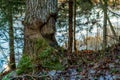 Aspen tree damaged by beaver Royalty Free Stock Photo