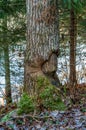 Aspen tree damaged by beaver Royalty Free Stock Photo