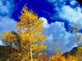 Golden Aspen Tree in Fall Color under a Deep Blue Sky Royalty Free Stock Photo