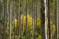 Aspen Tree Forest in Rural Colorado Royalty Free Stock Photo