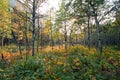 Aspen tree grove in sunlight on swiftcurrent trail in the many glaciers region of glacier national park in Montana Usa Royalty Free Stock Photo