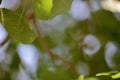 Aspen tree leaves macro Royalty Free Stock Photo