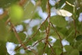 Aspen tree leaves macro Royalty Free Stock Photo