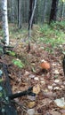 Aspen tree mushroom forest Chelyabinsk