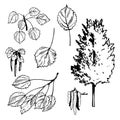 Aspen tree. Sketch illustration