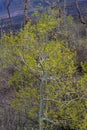 Aspen Tree in Spring in Colorado Royalty Free Stock Photo
