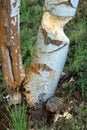 Beaver Damage Aspen Tree Bite Marks Royalty Free Stock Photo