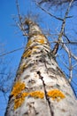 Aspen tree trunk bark with yellow moss on blue sky background, texture close up top view Royalty Free Stock Photo