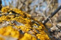 Aspen tree trunk bark with yellow moss, horizontal background with blurry branches texture