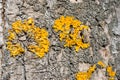 Aspen tree trunk bark with yellow moss, horizontal background texture close up detail Royalty Free Stock Photo