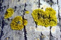 Aspen tree trunk bark with yellow moss, horizontal background texture close up top view Royalty Free Stock Photo