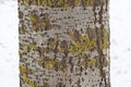 Aspen tree trunk with gray bark with some yellow-greenish lichen Royalty Free Stock Photo