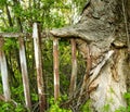 An aspen tree trunk has grown around the wire mesh fence and seems to be chewing on it. environmental issues Royalty Free Stock Photo