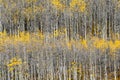 Aspen Tree Trunk Pattern Royalty Free Stock Photo