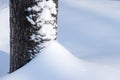 Base of a aspen tree trunk covered with snow Royalty Free Stock Photo