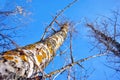 Aspen tree trunks bark with yellow moss on blue sky background, texture close up detail, view from ground Royalty Free Stock Photo