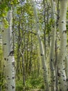 Aspen tree trunks in spring Royalty Free Stock Photo