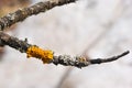 Aspen tree twig dark bark with gray and yellow moss on it, horizontal texture