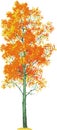 aspen tree. Vector Royalty Free Stock Photo