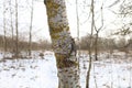 Winter forest, sunny forest atmosphere, aspen tree Royalty Free Stock Photo