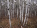 Aspen Trees Royalty Free Stock Photo
