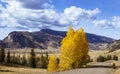 Aspen Trees Along Forest Road Near Creede Colorado Royalty Free Stock Photo