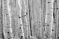 Aspen Trees Alpine Forest Utah