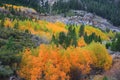 Aspen trees in autumn Royalty Free Stock Photo