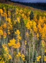 Aspen trees in autumn colors Royalty Free Stock Photo